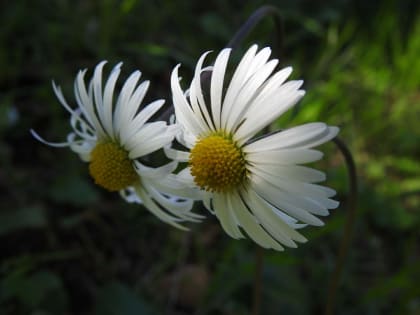 Bellis sylvestris - Asteraceae