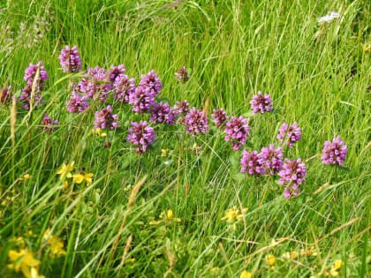 Betonica hirsuta - Lamiaceae