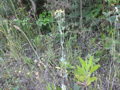 Blackstonia perfoliata - Gentianaceae