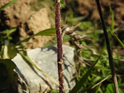 Brassica nigra - Brassicaceae