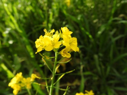 Brassica rapa - Brassicaceae