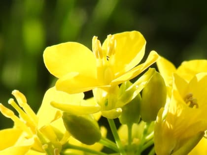 Brassica rapa - Brassicaceae