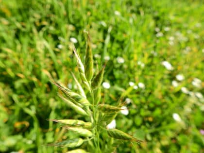 Bromus hordeaceus - Poaceae