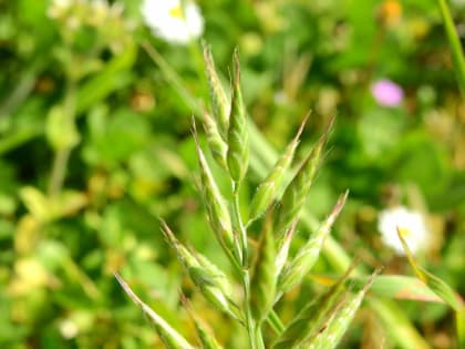 Bromus hordeaceus - Poaceae