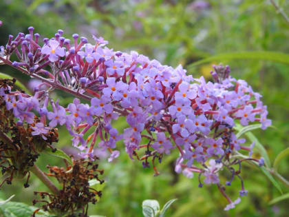 Buddleja davidii - Scrophulariaceae