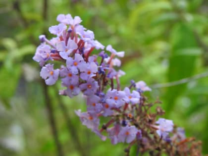 Buddleja davidii - Scrophulariaceae