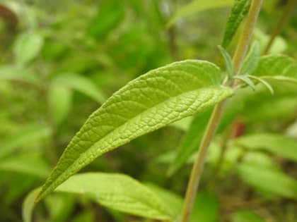 Buddleja davidii - Scrophulariaceae