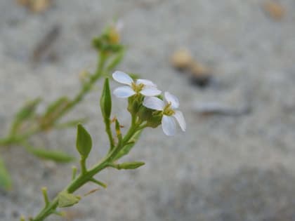 Cakile maritima - Brassicaceae