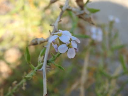 Cakile maritima - Brassicaceae