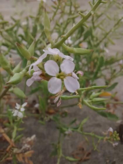 Cakile maritima - Brassicaceae