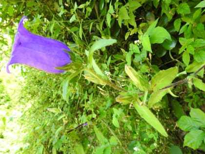 Campanula medium - Campanulaceae