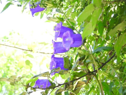 Campanula medium - Campanulaceae