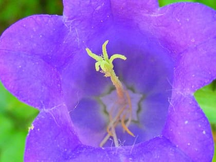 Campanula medium - Campanulaceae