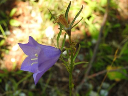 Campanula persicifolia - Campanulaceae