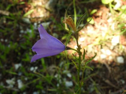 Campanula persicifolia - Campanulaceae