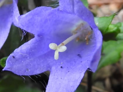 Campanula trachelium - Campanulaceae