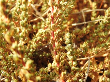 Camphorosma monspeliaca - Chenopodiaceae