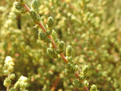 Camphorosma monspeliaca - Chenopodiaceae