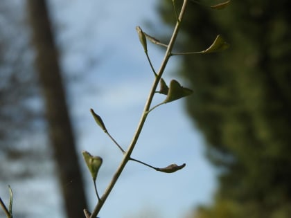 Capsella bursa-pastoris - Brassicaceae