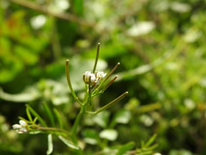 Cardamine hirsuta - Brassicaceae