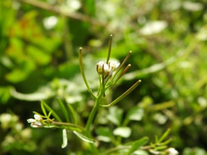 Cardamine hirsuta - Brassicaceae