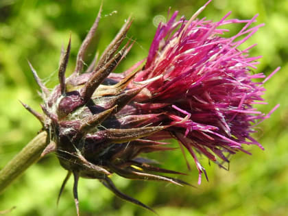 Carduus nutans - Asteraceae