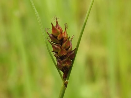 Carex distans - Cyperaceae