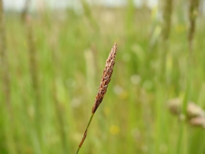 Carex distans - Cyperaceae