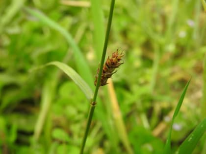 Carex distans - Cyperaceae