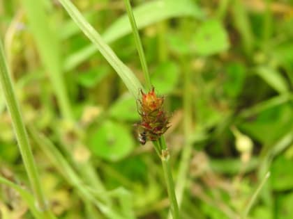 Carex distans - Cyperaceae