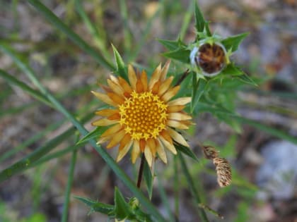 Carlina corymbosa - Asteraceae