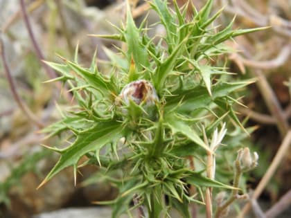 Carlina corymbosa - Asteraceae