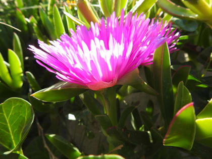 Carpobrotus edulis - Aizoaceae