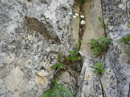 Carum appuanum - Apiaceae