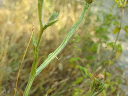 Centaurea melitensis - Asteraceae