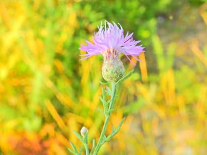 Centaurea paniculata - Asteraceae