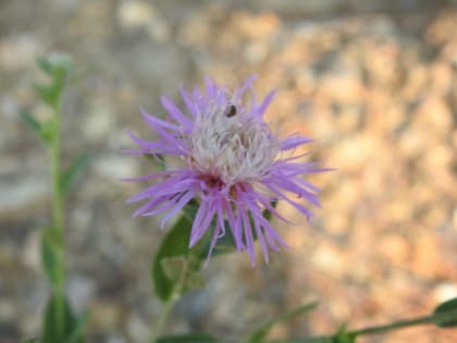 Centaurea paniculata - Asteraceae