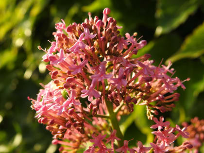 Centranthus ruber - Valerianaceae