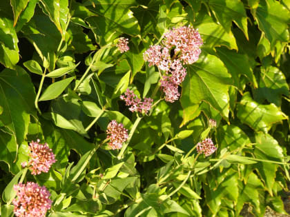 Centranthus ruber - Valerianaceae