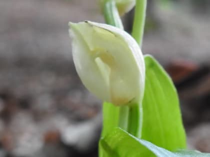 Cephalanthera damasonium - Orchidaceae