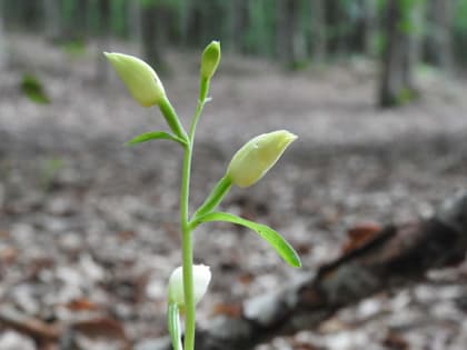 Cephalanthera damasonium - Orchidaceae