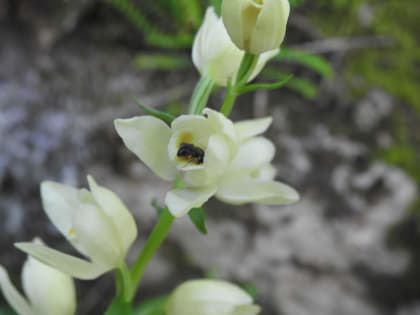 Cephalanthera damasonium - Orchidaceae