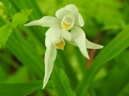 Cephalanthera longifolia - Orchidaceae