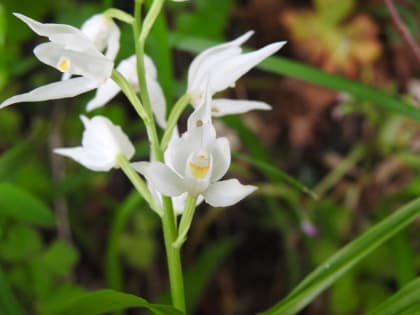 Cephalanthera longifolia - Orchidaceae