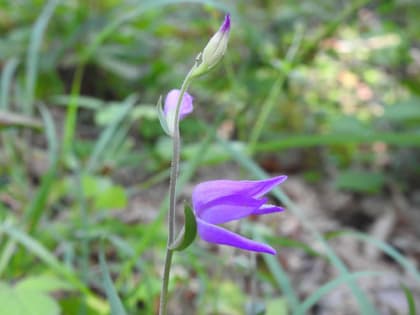 Cephalanthera rubra - Orchidaceae