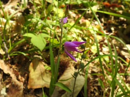 Cephalanthera rubra - Orchidaceae