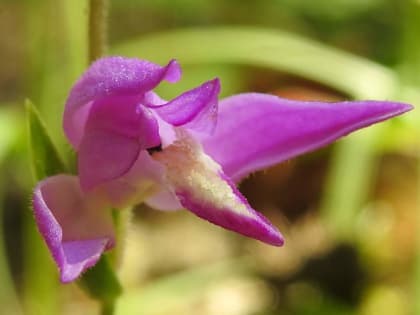 Cephalanthera rubra - Orchidaceae