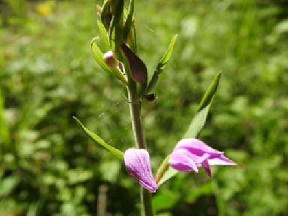 Cephalanthera rubra - Orchidaceae