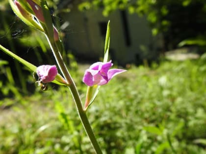 Cephalanthera rubra - Orchidaceae