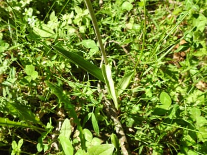 Cephalanthera rubra - Orchidaceae